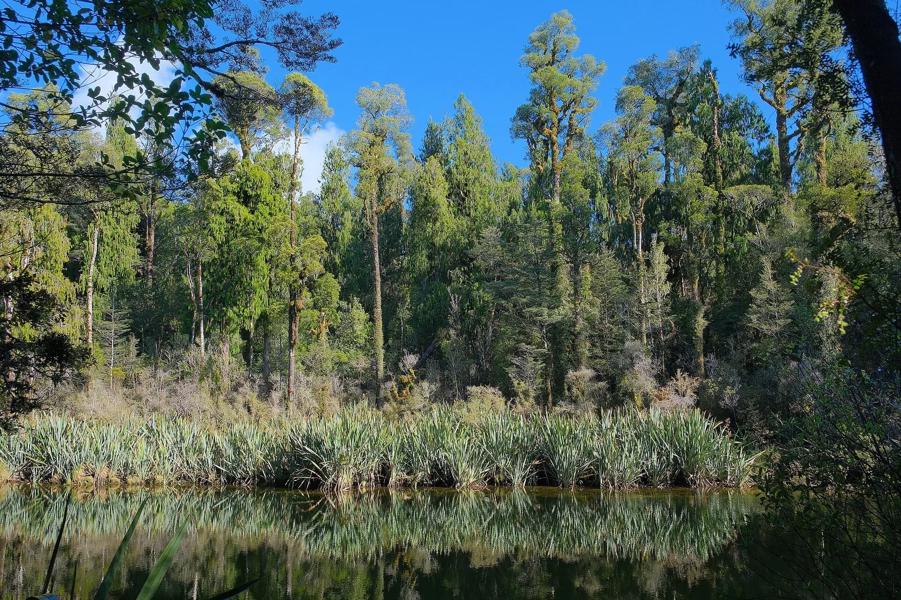 Beech and podocarp forest mirrored in still water