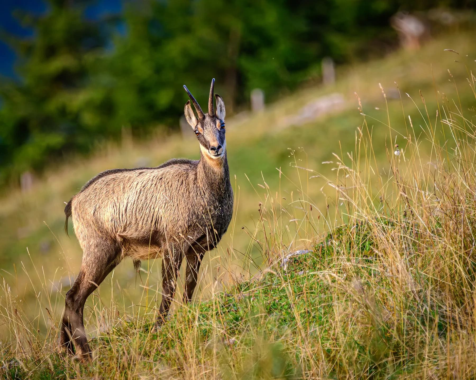An alpine chamois on a grass face
