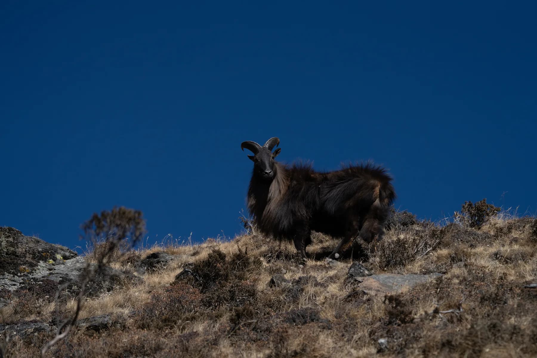 A Himalayan tahr bull on an open ridge