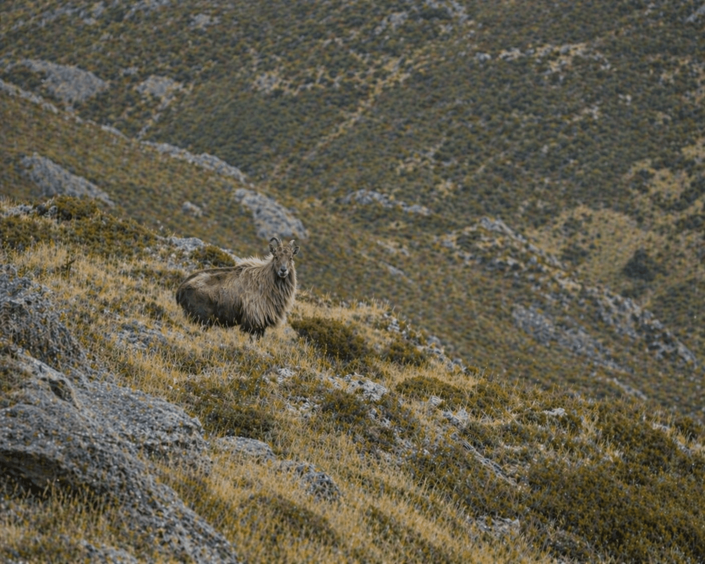 Tahr country in the Southern Alps