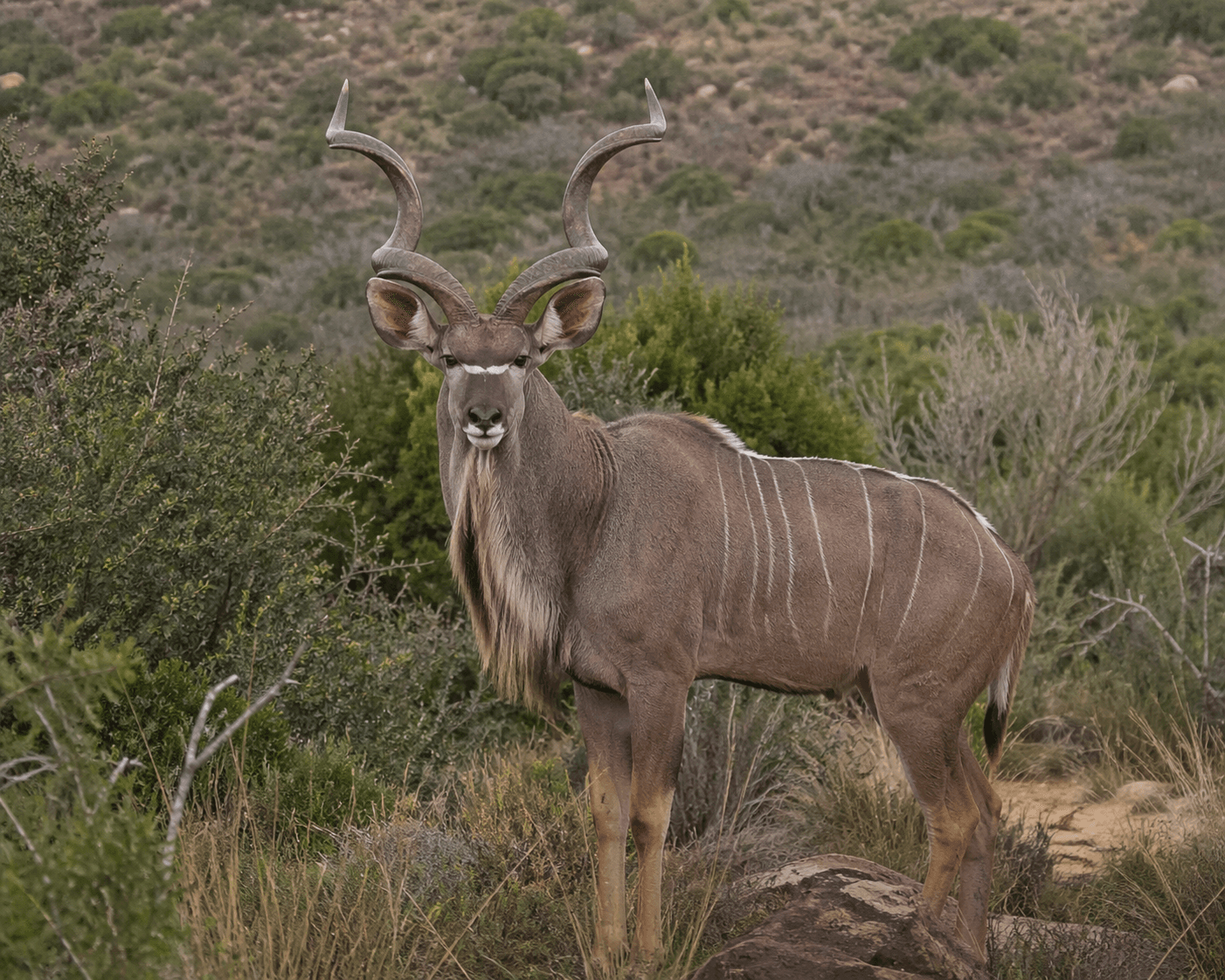 Kudu bull in the thornveld