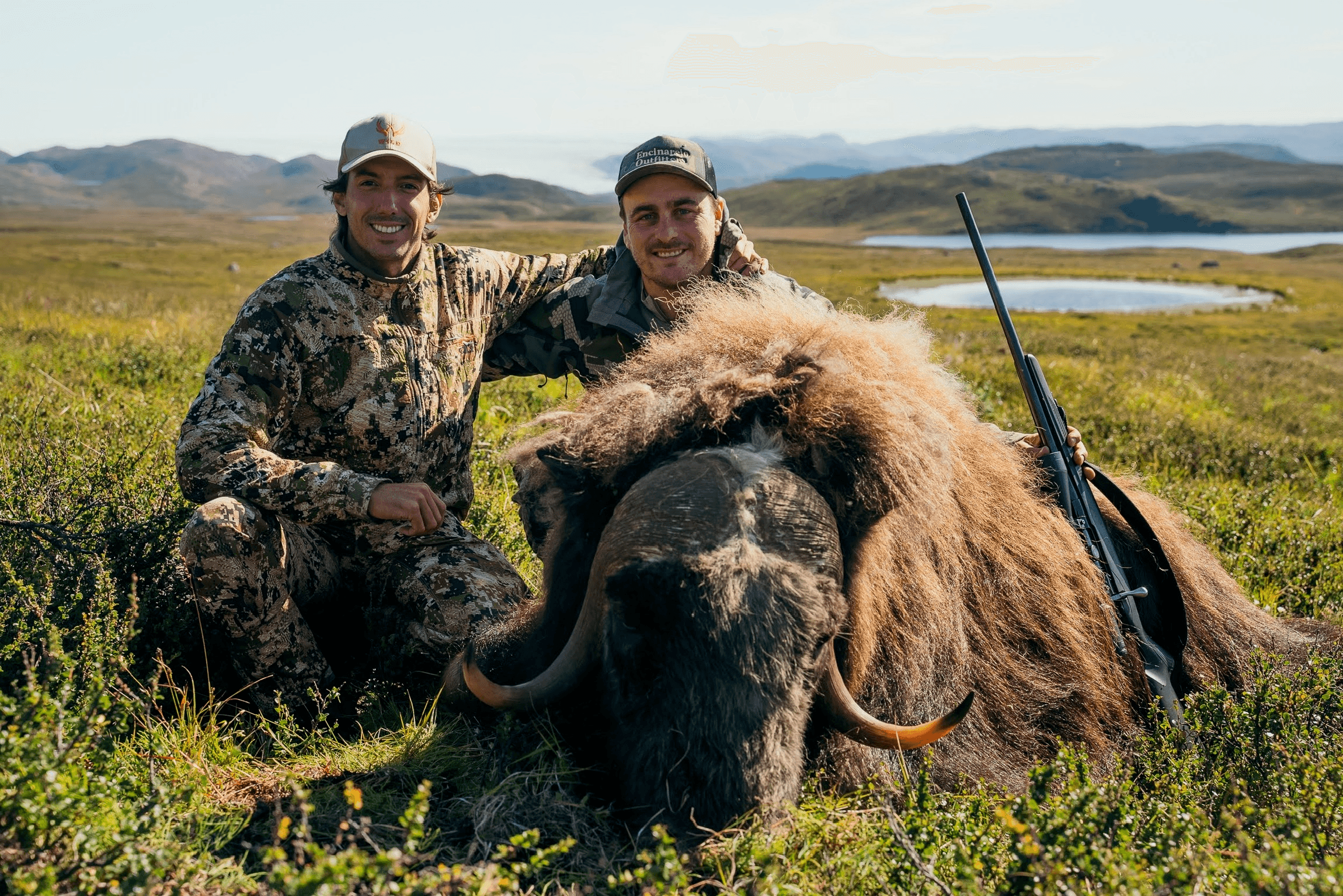 Muskox on the tundra