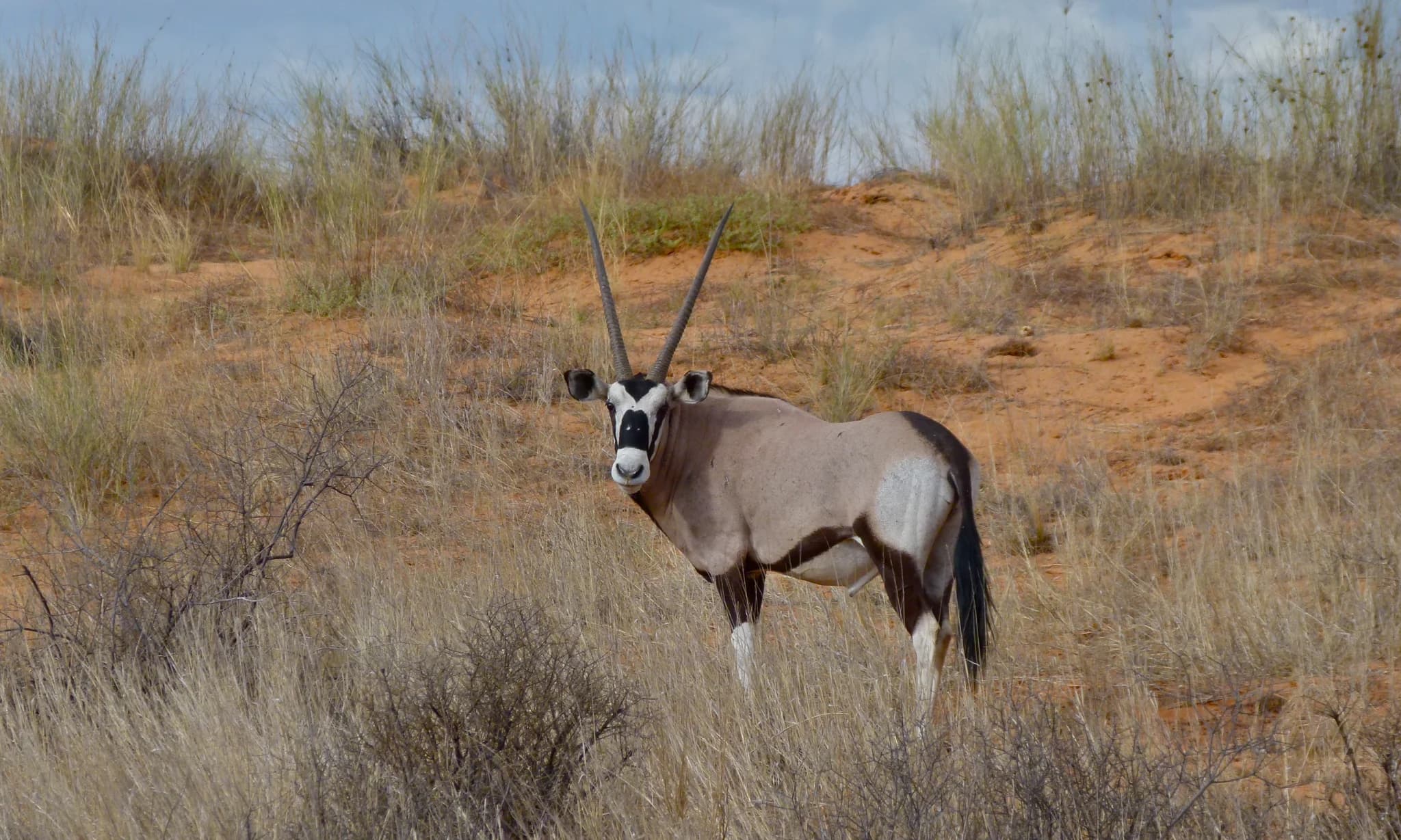 A gemsbok on the red Kalahari sand