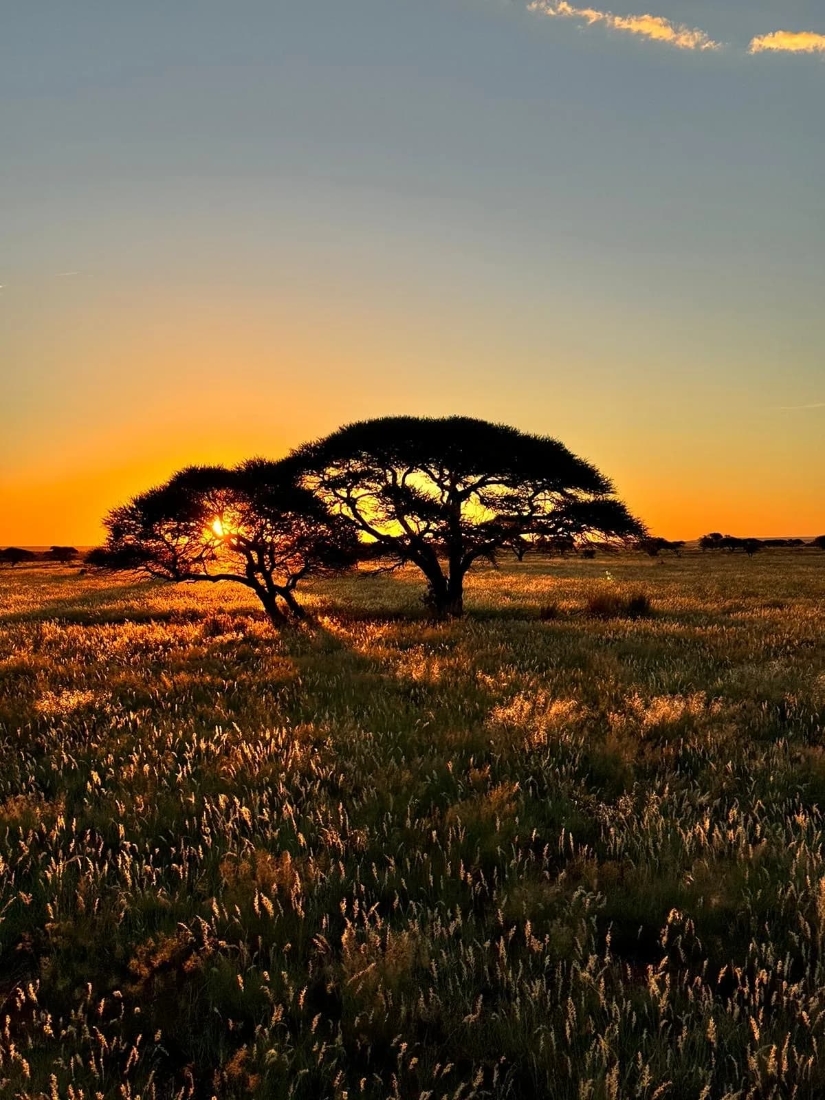 Africa