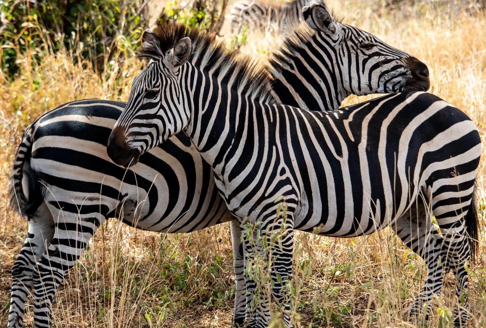Burchell’s zebra