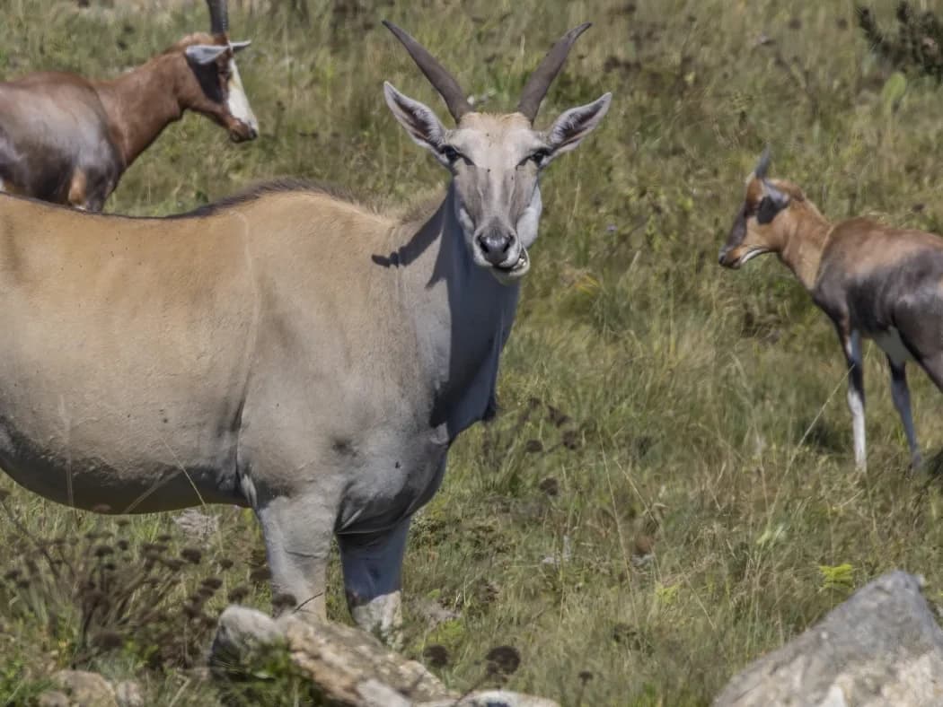 Eland