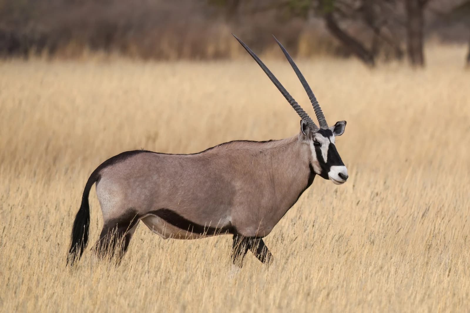 Gemsbok (oryx)