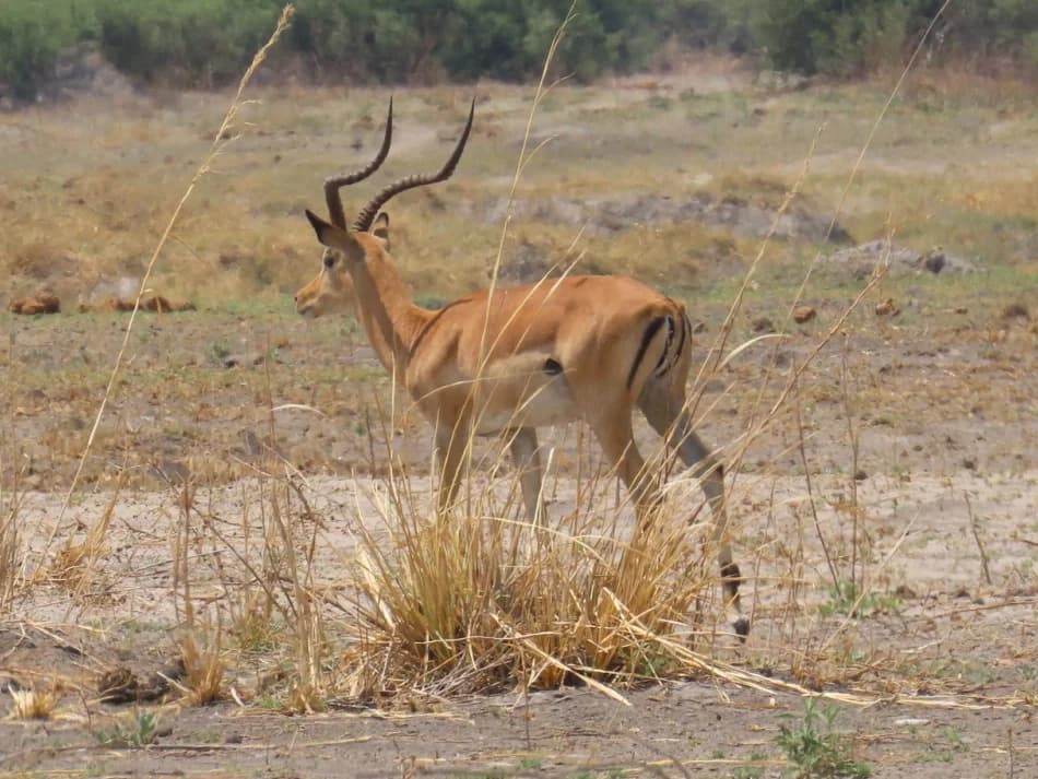 Impala