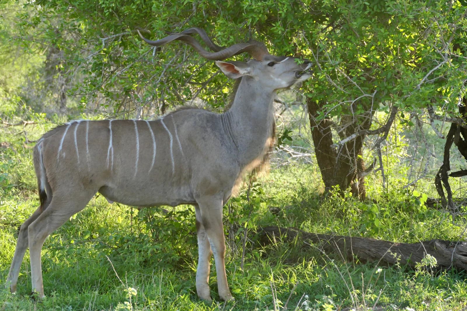 Kudu