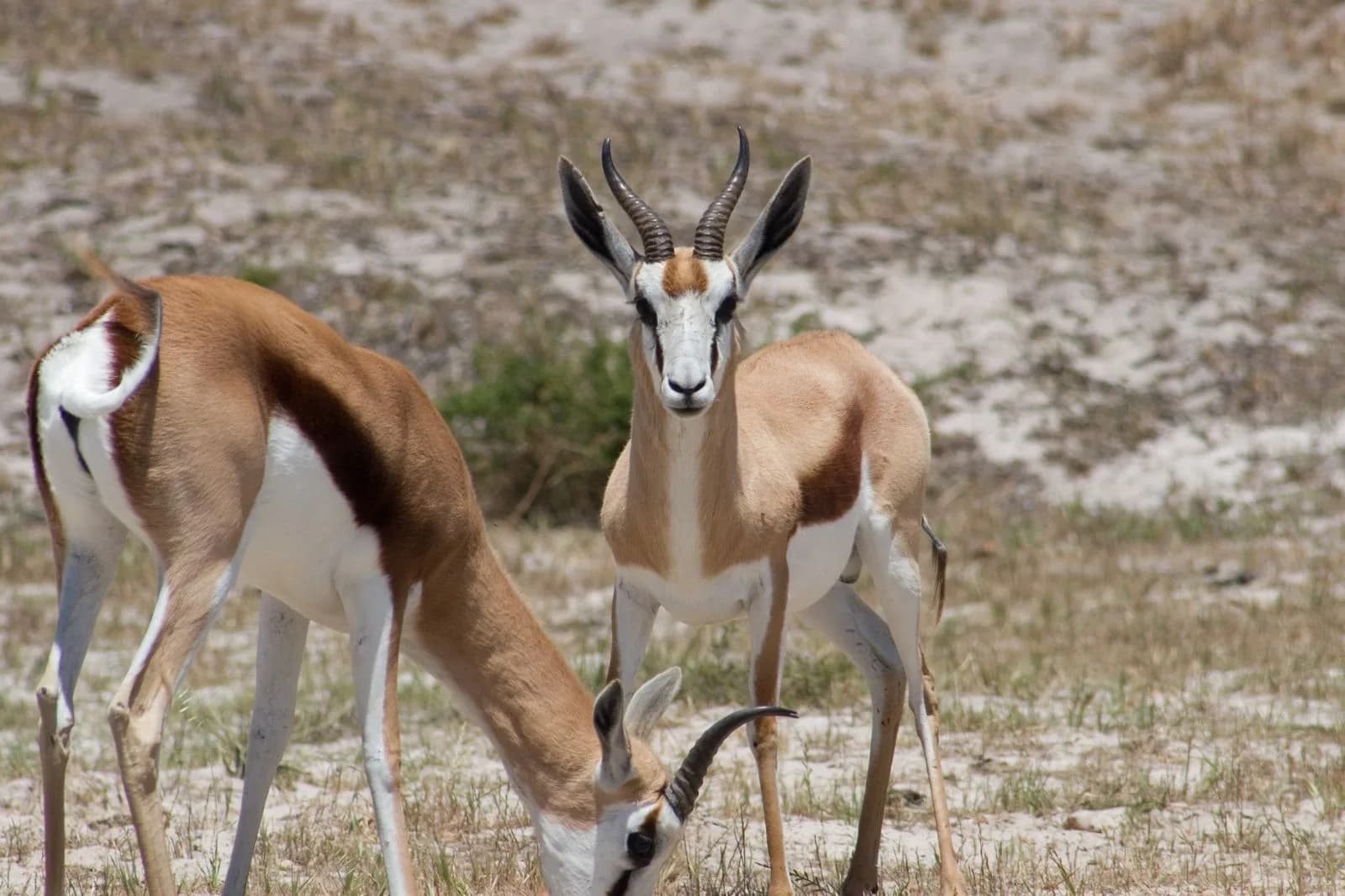 Springbok