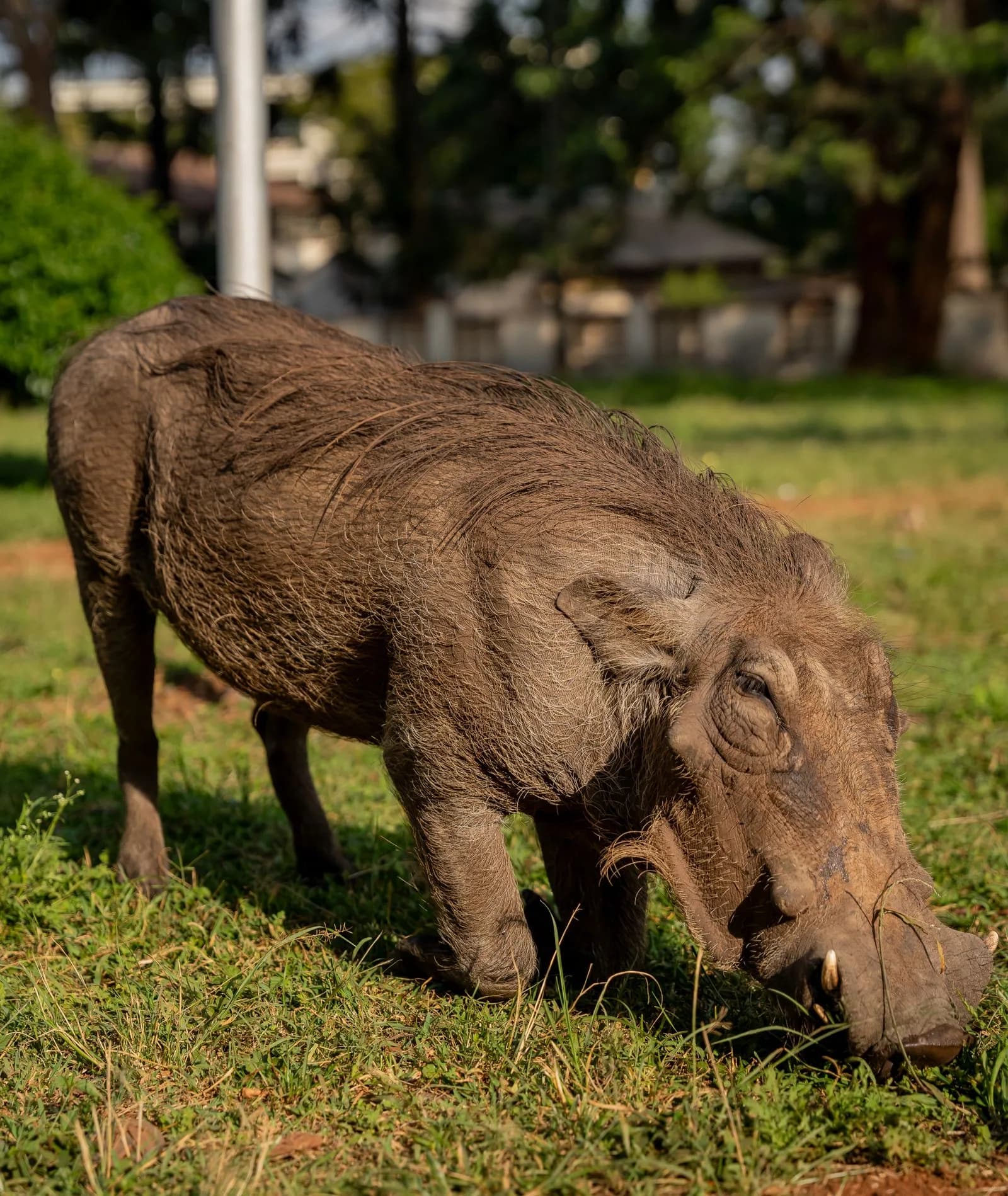 Warthog