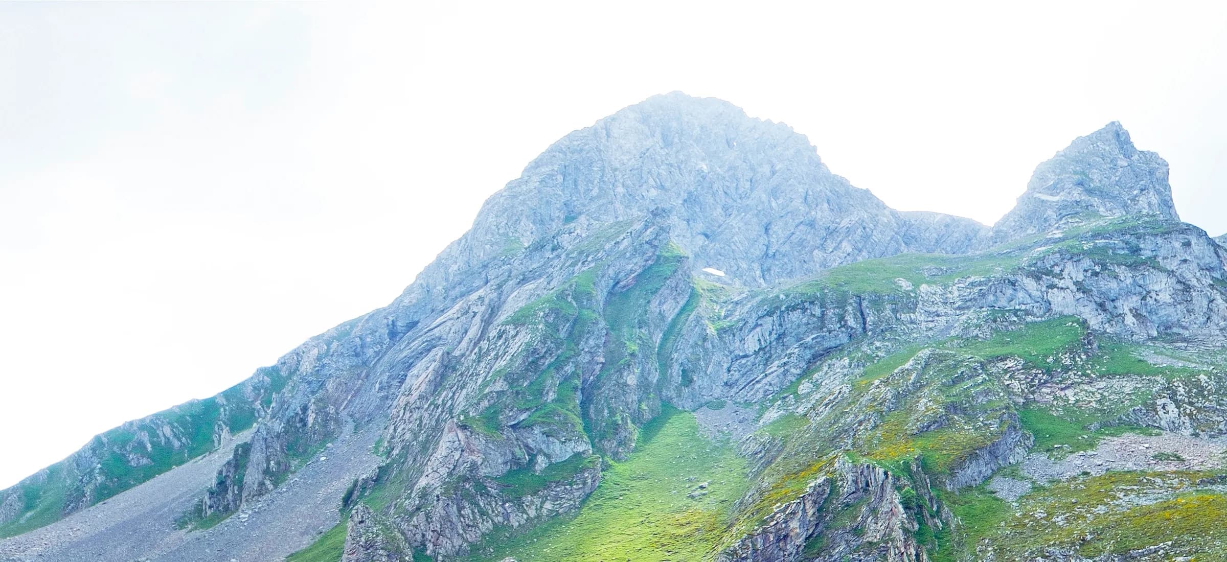 Pyrenean chamois on the high ground