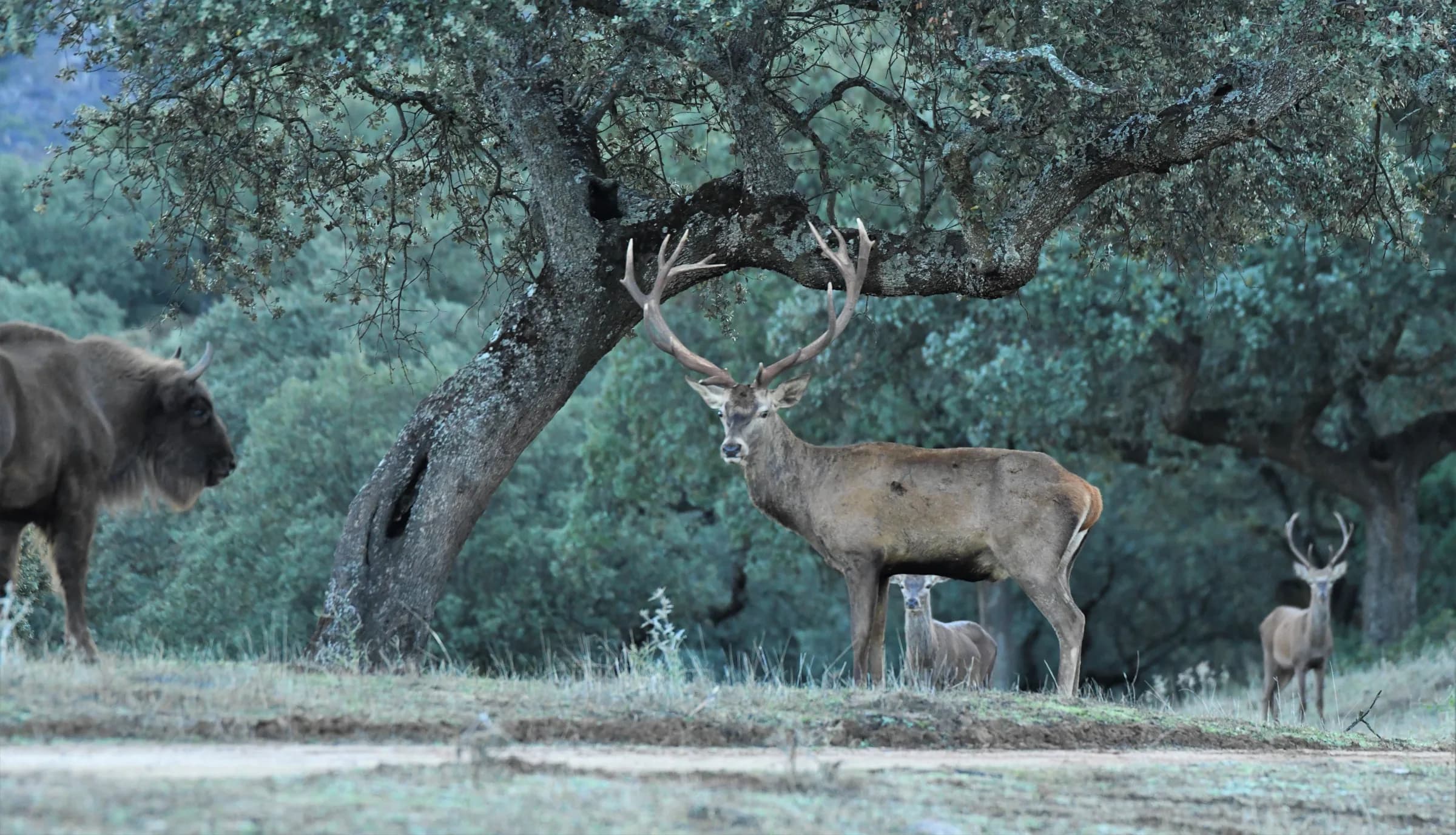 Red deer in the dehesa at last light