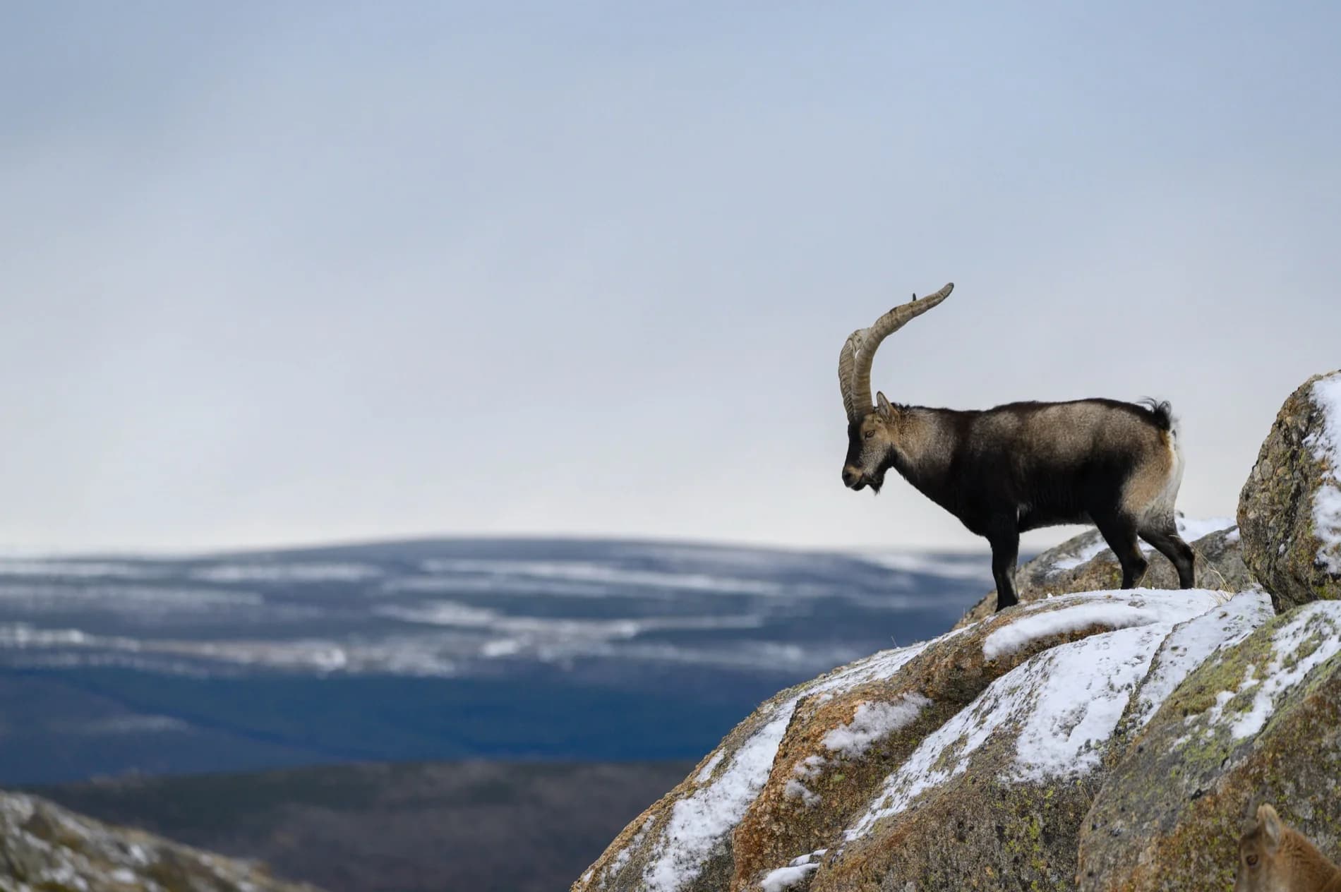 Ibex on a limestone ridge