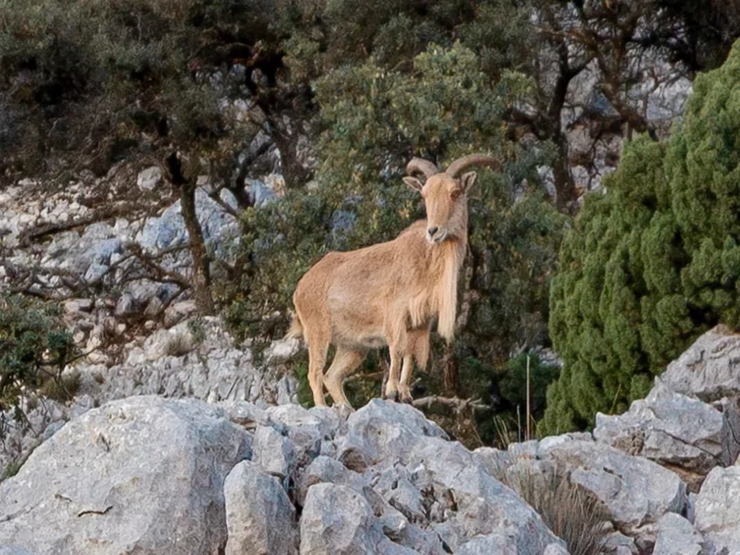 Barbary sheep (aoudad)