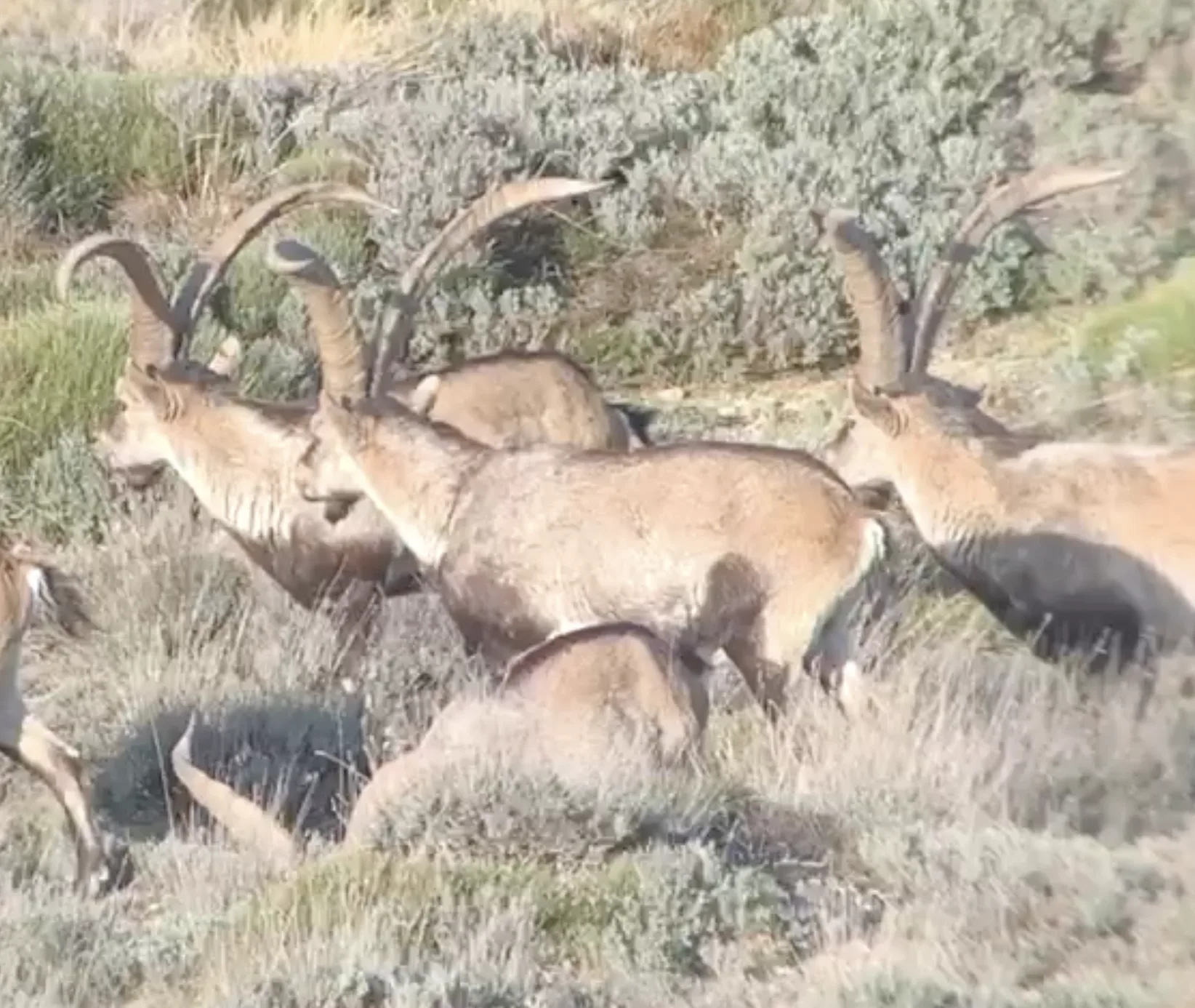 Beceite ibex