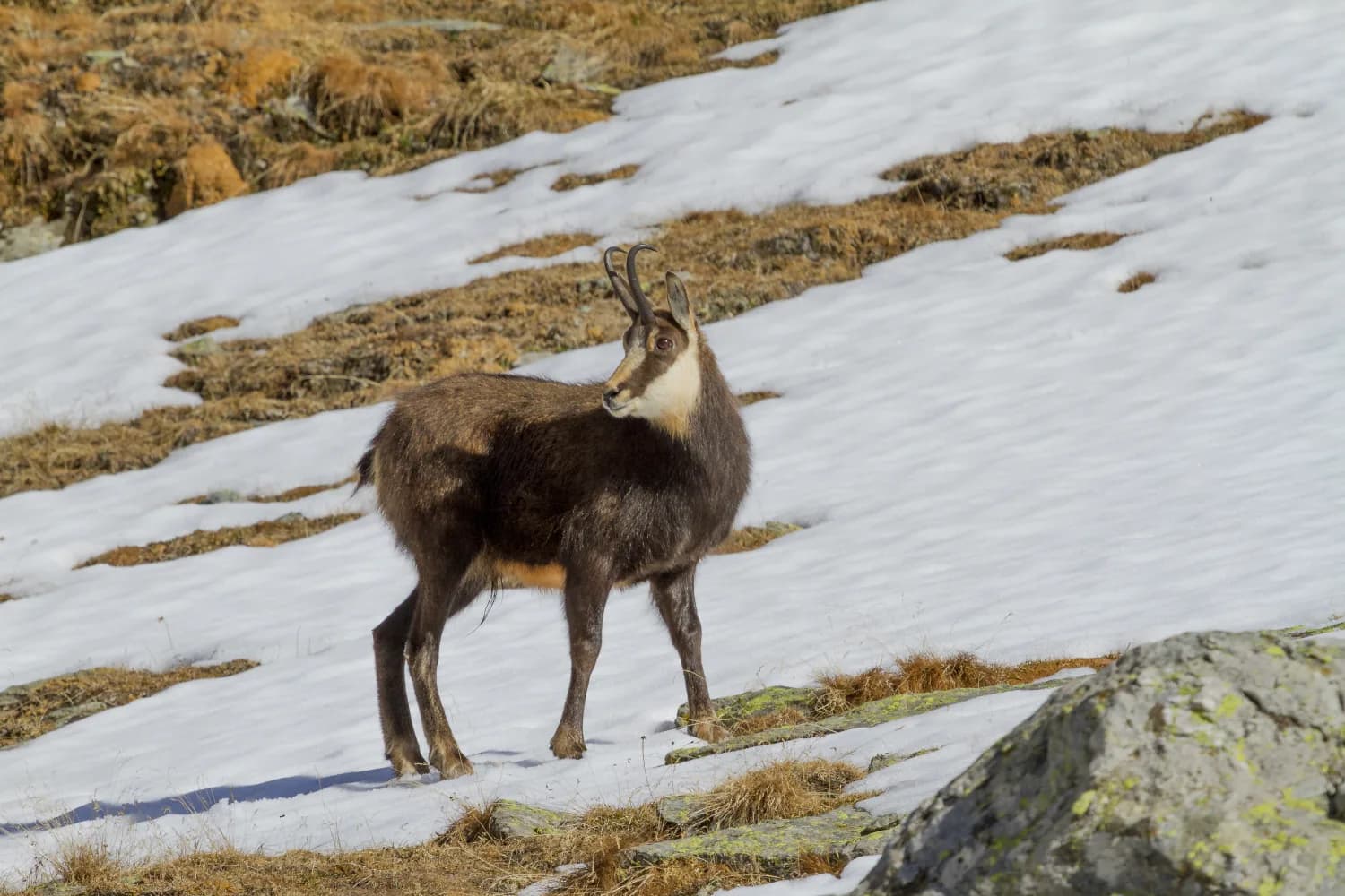 Cantabrian chamois