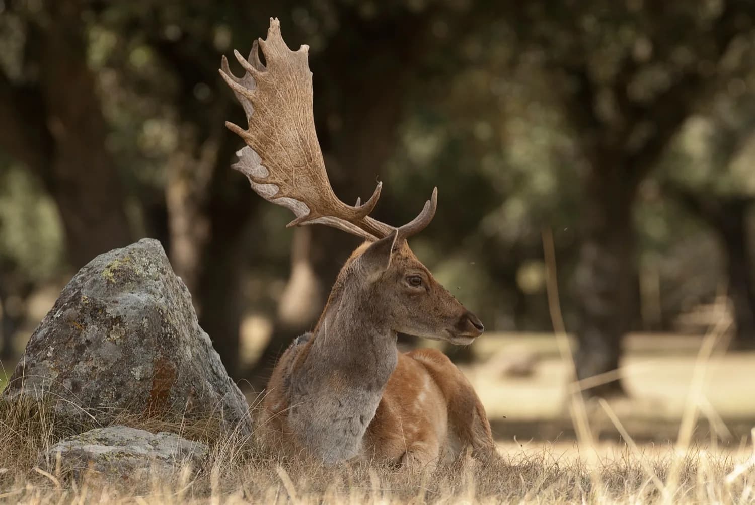 Fallow deer