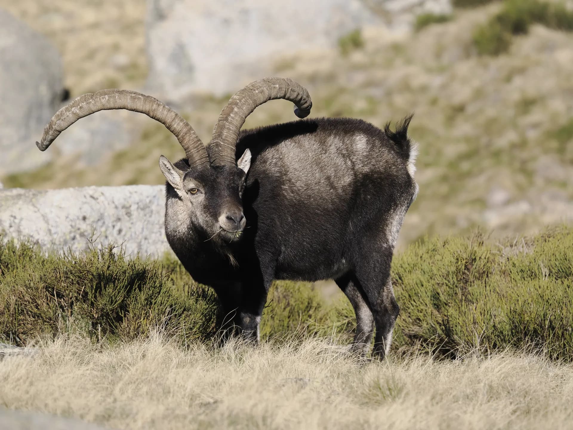 Gredos ibex