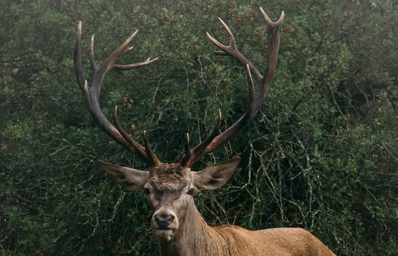 Iberian red deer