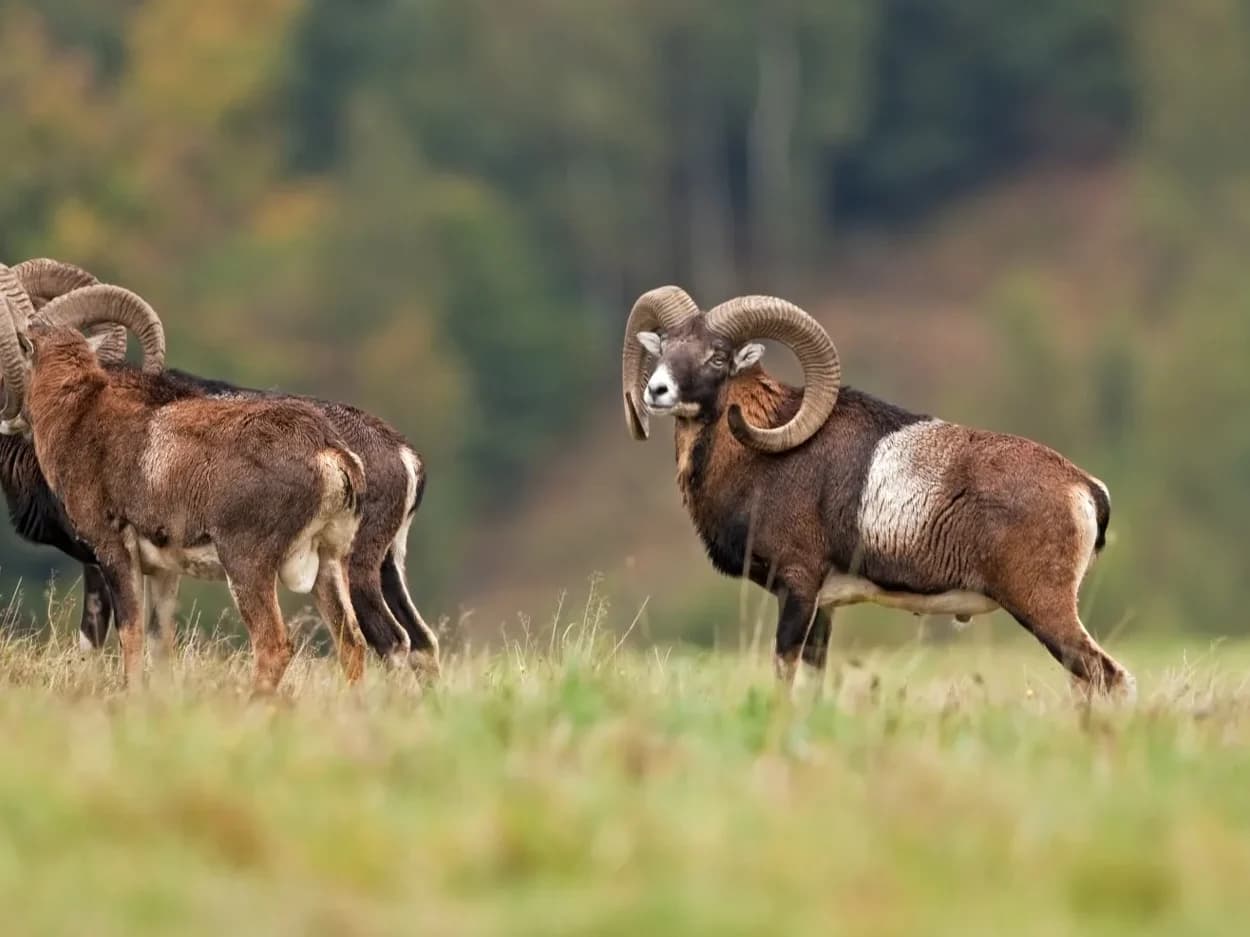 Mouflon