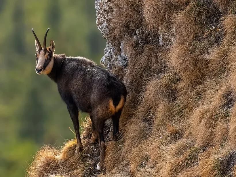 Pyrenean chamois