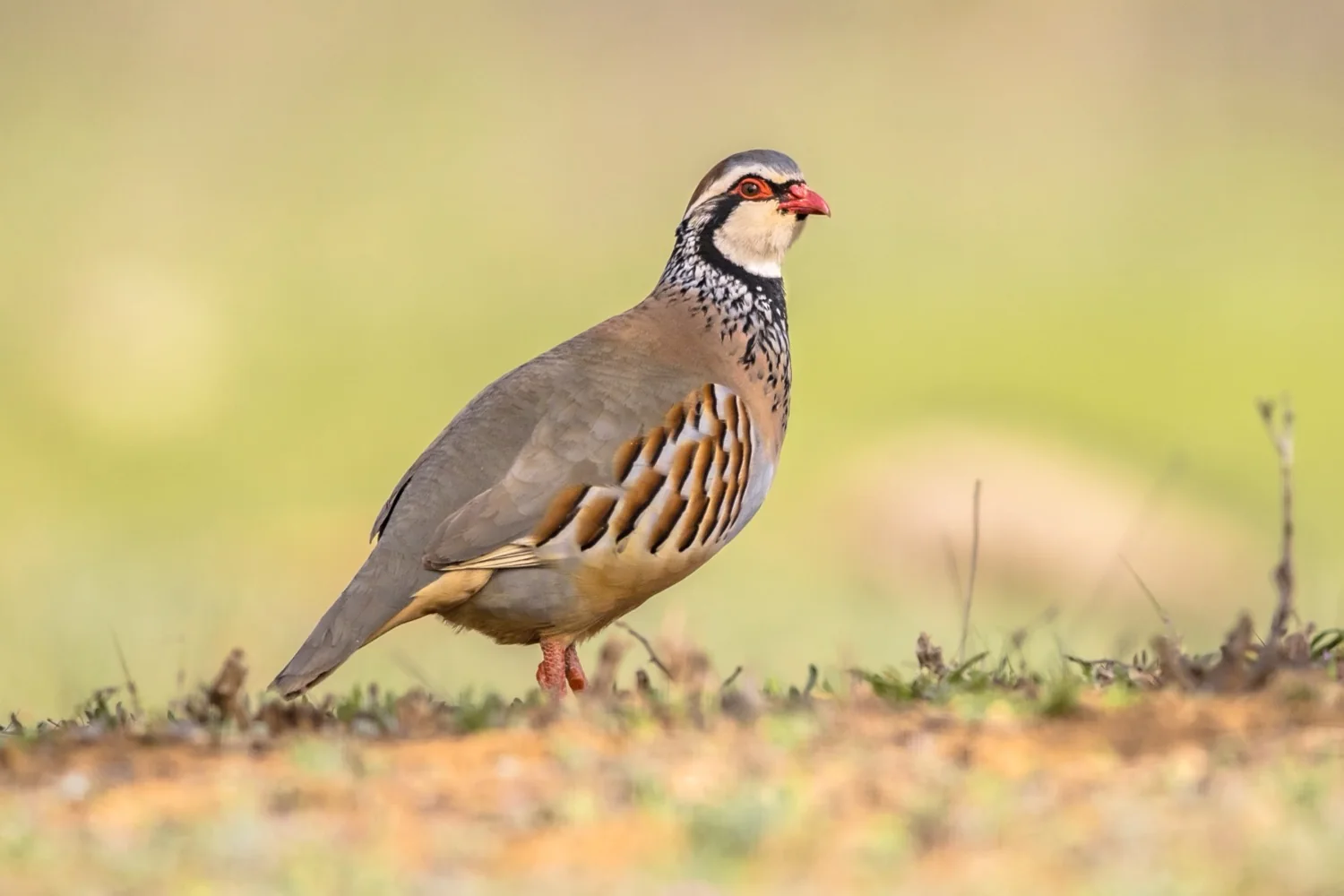 Red-legged partridge