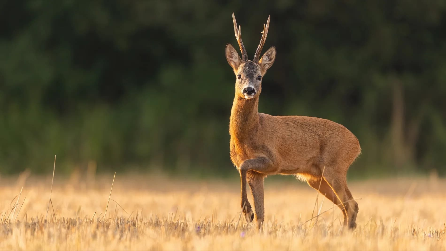 Roe deer