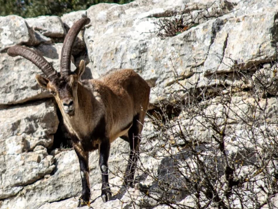 Ronda ibex