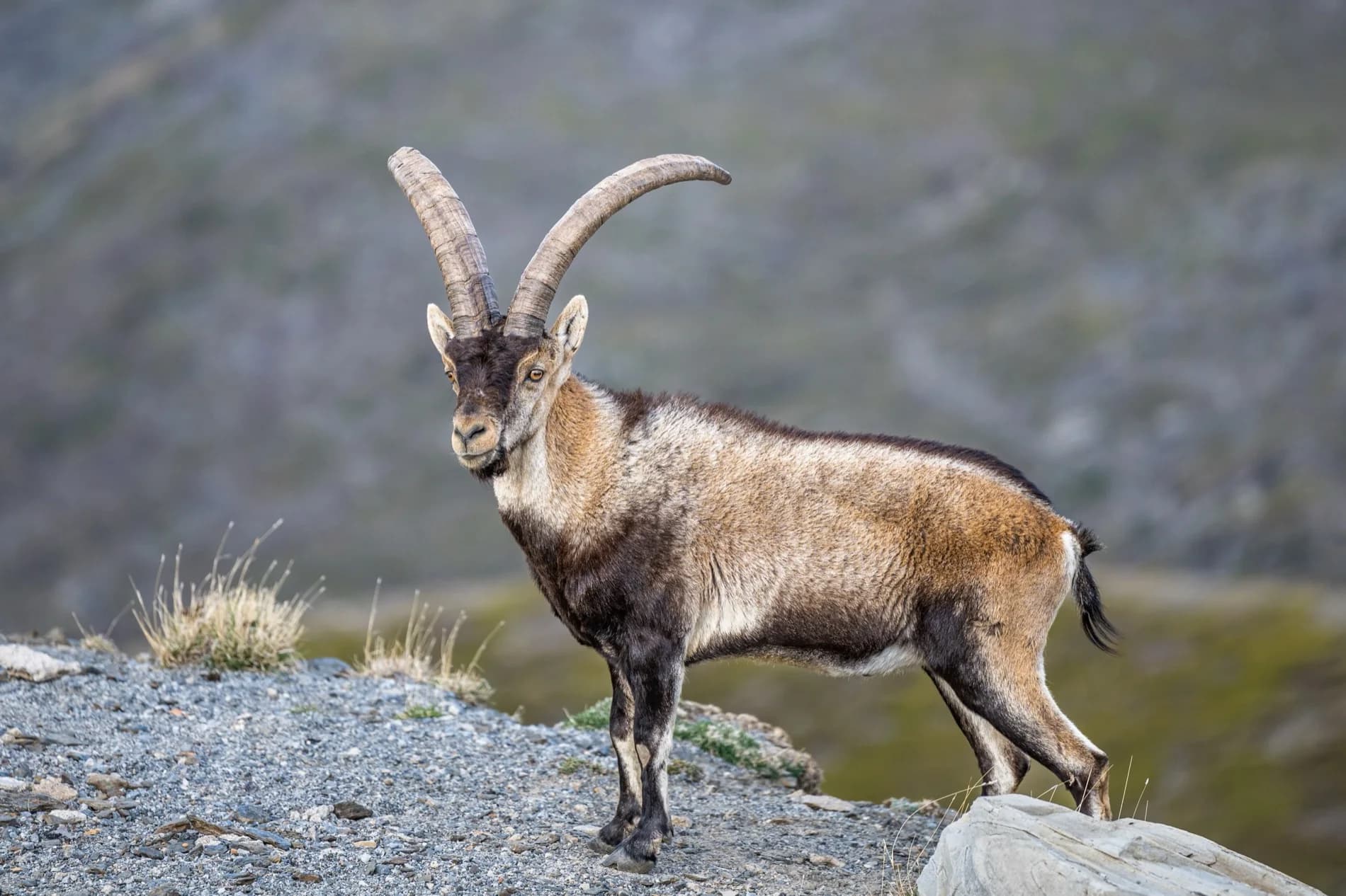South-eastern ibex