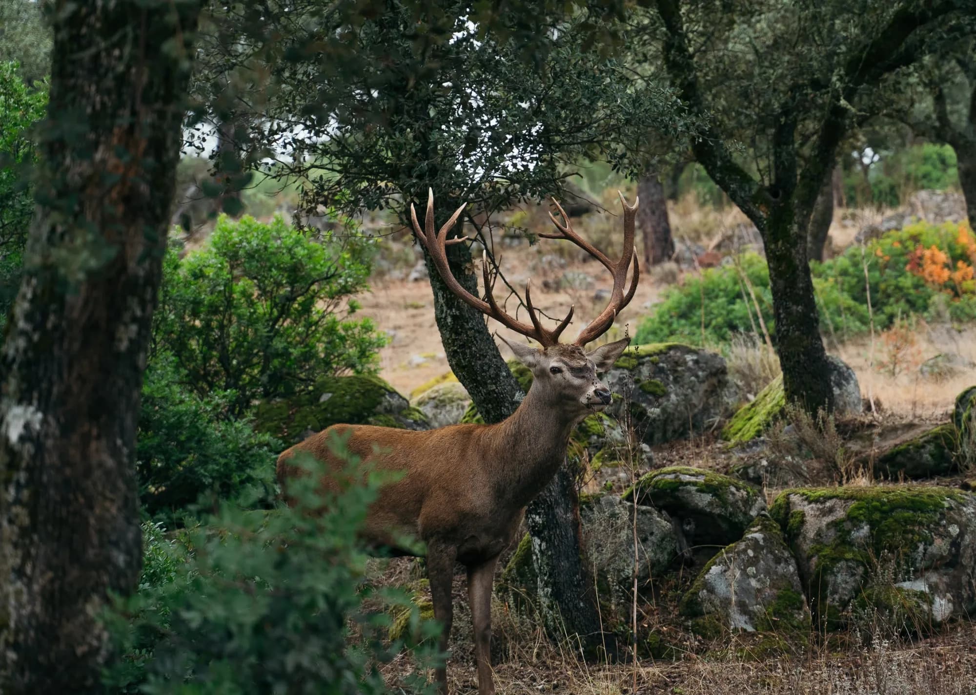 Red stag in the roar