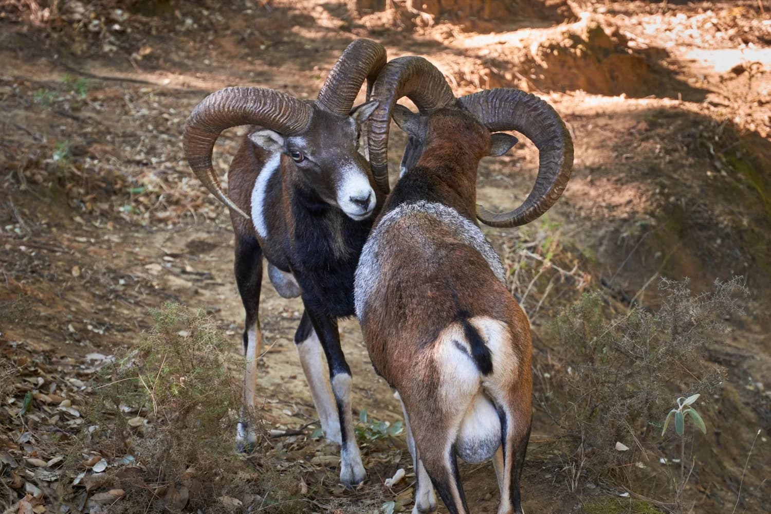Mouflon rams on a rocky mountain slope