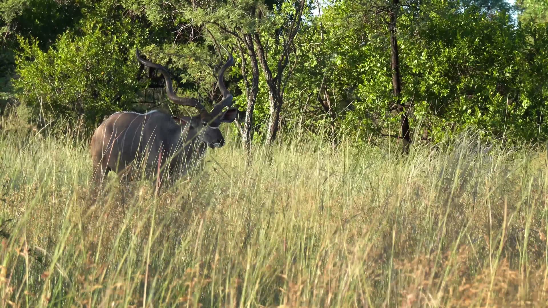 Greater kudu standing in tall grass under bushveld trees