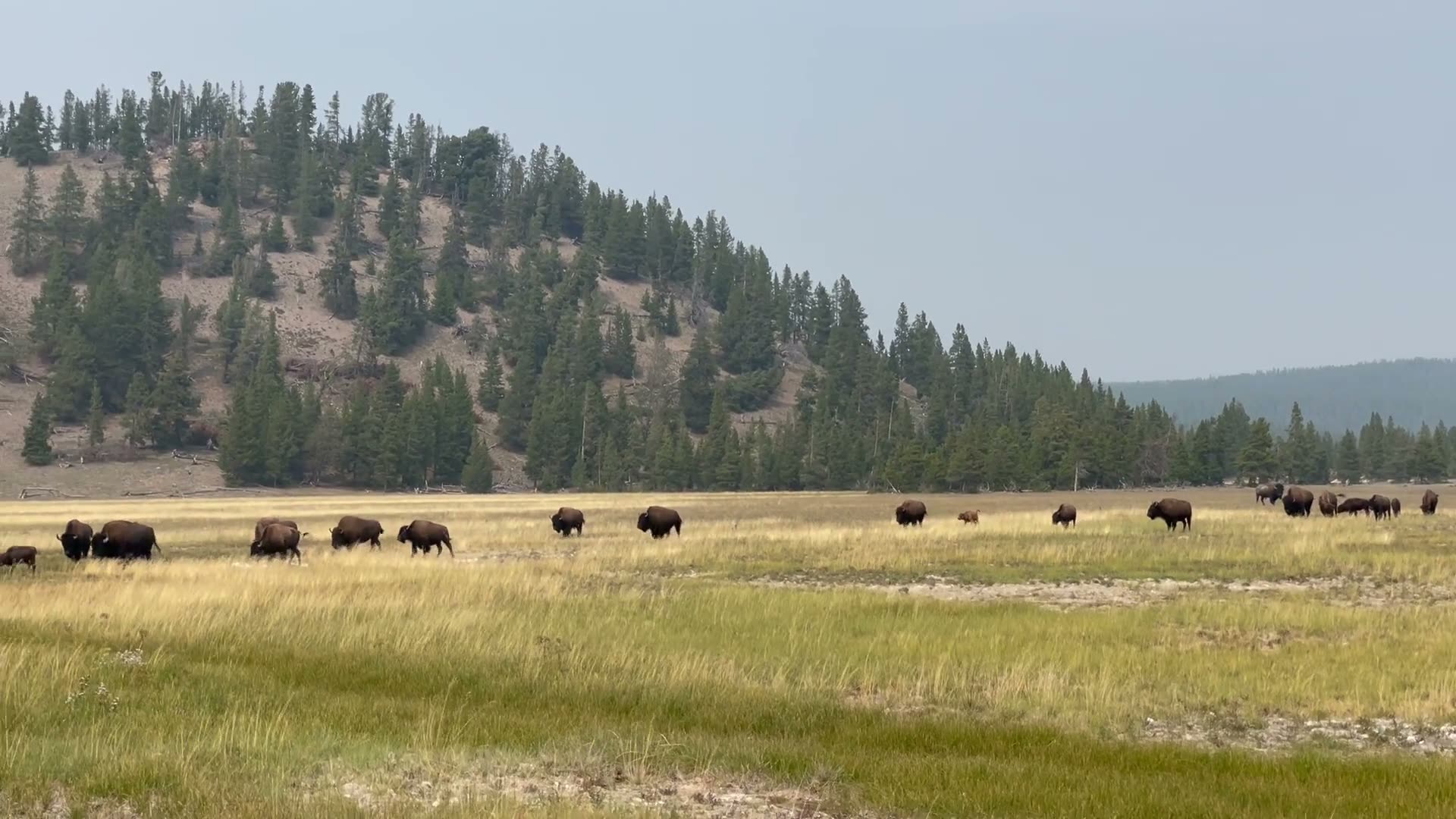 Bison herd grazing across a Yellowstone valley with timbered ridges behind