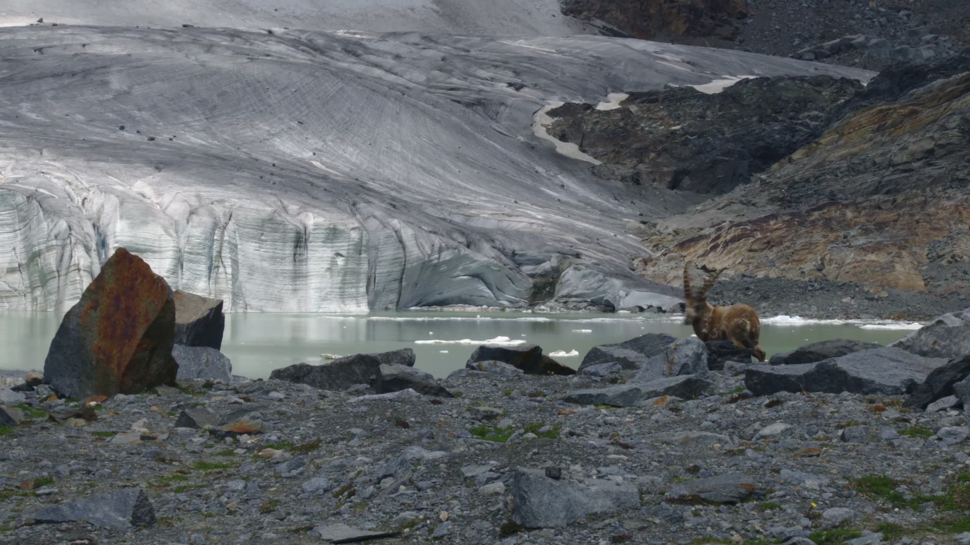 Ibex at the edge of a glacier-fed lake — alpine approved ground