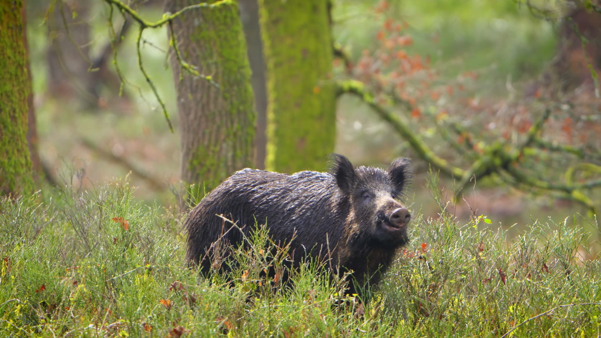 Wild boar standing in heather and tall grass under European forest canopy
